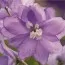 Дельфініум Lavender White Bee фото