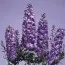 Дельфініум Lavender White Bee фото