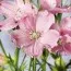 Дельфініум Ocean Pink фото