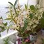 Дендробіум благородний (Dendrobium nobile) фото