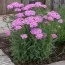 Деревій Lilac Beauty фото