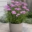 Деревій Lilac Beauty фото