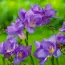 Фрезія Single Purple фото