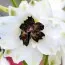 Дельфініум Magic Fountain White Dark Bee фото