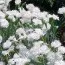 Гвоздика Plumarius Double White фото