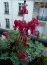 Дицентра Red Fountain фото
