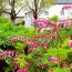Дицентра Spectabilis фото