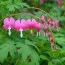 Дицентра Spectabilis фото