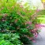 Дицентра Spectabilis фото
