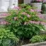 Дицентра Spectabilis фото