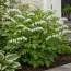 Дицентра Spectabilis Alba фото