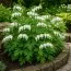 Дицентра Spectabilis Alba фото