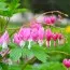 Дицентра Spectabilis фото