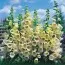Наперстянка Primrose Carousel фото