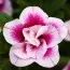 Калібрахоа PinkTastic Double фото