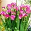 Фрезія Double Pink (Акційна) фото