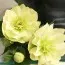 Морозник Prince Double Creme фото
