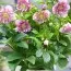 Морозник Double Ellen Pink фото