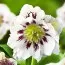 Морозник Double Ellen Spotted White фото