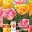 Комбо Тюльпани Double Orange & Pink (Брендові цибулини KAPITEYN®) фото