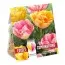 Комбо Тюльпани Double Orange & Pink (Брендові цибулини KAPITEYN®) фото