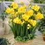 Фрезія Double Yellow фото