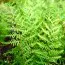 Папоротник Щитник чоловічий Linearis Polydactylon фото