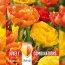 Комбо Тюльпани Duopack Double Yellow and Orange (Брендові цибулини KAPITEYN®) фото