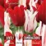 Комбо Тюльпани Duopack Lilyflowering Red and White (Брендові цибулини KAPITEYN®) фото