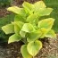 Хоста Dutch Flame фото