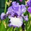 Ірис Earl of Essex фото