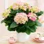 Гортензія Early Pink фото