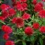 Ехінацея Paso Doble Fuchsia фото