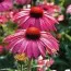Ехінацея Bright Rose фото