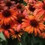 Ехінацея Orange Skipper фото
