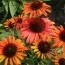 Ехінацея Orange Skipper фото
