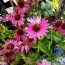 Ехінацея Bright Rose фото