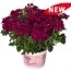 Вербена Empress Flair Cherry фото