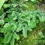 Папороть адіантум Imbricatum фото