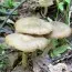 Ентолома фото