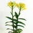 Орхідея Epidendrum Yellow фото