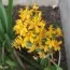 Орхідея Epidendrum Yellow фото