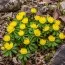 Ерантіс Cilicica фото