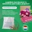 Еремурус Shelford Hybriden фото