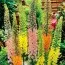Еремурус Shelford Hybriden фото