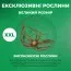 Еремурус Rexone фото