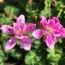 Еродіум Flore Pleno фото