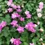 Еродіум Flore Pleno фото