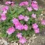 Еродіум Roseum фото
