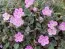 Еродіум Roseum фото
